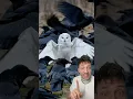 Download Lagu Burung Hantu Vs. Burung Gagak