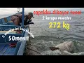 50 menit 2 kerapu monster 272 kg berhasil kutaklukkan👍👍👍