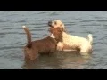 Pet Tales Submissions