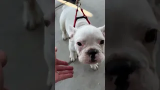 Volunteering at My Local Animal Shelter as a Wheelchair User