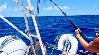 LIVING OFF FISH on our SAILING CATAMARAN – another Mahi!!!