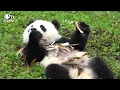 Why giant panda is downgraded from endangered to vulnerable Pandaful Q A