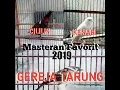 Download Lagu MASTERAN| Kompilasi Burung CILILIN, KENARI, dan GEREJA TARUNG