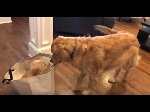 Golden Retriever meets his new puppy sister