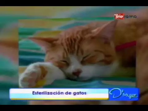 Esterilización de gatos