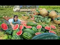 Download Lagu Harvesting Lots Of Giant Watermelon, Use Truck Transport Many Watermelon Goes To Market Sell