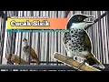 Download Lagu Cucak Sisik. Burung Kicau yang Hampir Terancam