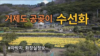 거제도 공곶이 수선화축제 /차박지, 주차장, 화장실 /공곶이 가는길 썸네일