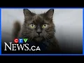 Ontario SPCA and Humane Society reach holiday adoption campaign goal