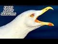 Seagull Facts FACTS about GULLS Animal Fact Files