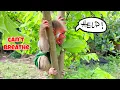 Download Lagu Prince Bobby is in danger when his head gets stuck in a tree branch and he can't breathe.