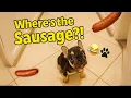 Download Lagu Where’s the Sausage?! Tiny Puppy Sniffs Around the Hall 🐾🤣 | Cute Dog Videos