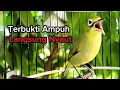 Download Lagu Ciak jos kecial kuning Pancingan kecial malas bunyi