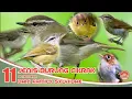Download Lagu BURUNG CIKRAK // JENIS BURUNG CIKRAK // DI INDONESIA.