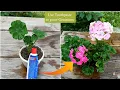 Download Lagu Grow Geranium with Toothpaste | How to Grow Geranium from cuttings