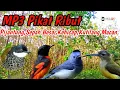 Lagu Suara Pikat Burung Pijanting,Sepah Besar,Kehicap Ranting Ribut Jos