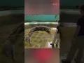 Lagu lolong the biggest crocodile in the world  #animals #wildlife