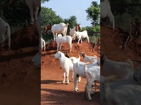 Healthy goats grow better, Breed Better and Make you more Money!#farmlife #goat #goatfarming