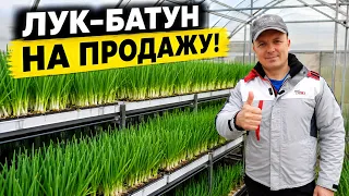 Пустует теплица осенью? Посейте лук на продажу! Отличная бизнес-идея!