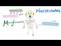 Microfilaments Microtubules and Intermediate filaments - Cytoskeleton