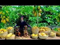 Download Lagu Harvest Red-Fleshed Papayas To Sell At The Market, Take Care Of Livestock And Crops