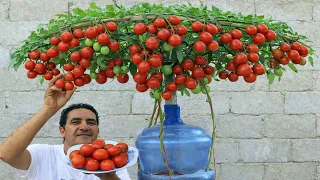 لا ارض ولا مساحة طريقة مبتكرة وغاية فى الابداع لزراعة الطماطم فى المنزل دندنها