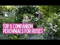Download Lagu 6 Perennials That Pair Beautifully with Roses – My Favorite Combinations