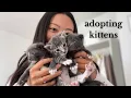 adopt 10 day old kittens with us in nyc