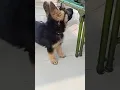 Download Lagu 57 Days German Shepherd Puppy Barking