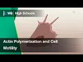 Actin Polymerization and Cell Motility Cell Bio Textbooks -
