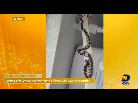 Cuidados com cobras: animais são comuns na primavera-verão e podem causar acidentes