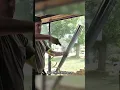 Download Lagu Step-by-Step guide on how to Reverse roll window film #diy #windowtint