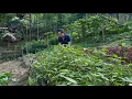 Download Lagu Harvesting agricultural products to sell at market - daily life