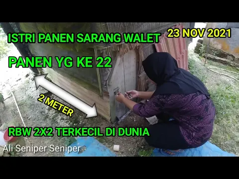 Download MP3 panen sarang walet ke 22 RBW paling sederh terkecil di dunia 23 November 2021