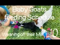 Bottle-Feeding Guide for Goat Kids Weaning your kid goat off the bottle Mom of 10