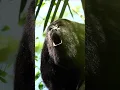 Download Lagu Panggilan Monyet Howler #shorts #shorts