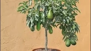 Cara Menamam Alpukat dan tanaman buah lain di Pot agar Berbuah Lebat. Telp / WA 081262249915