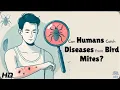 Bird Mites vs Humans What Happens When They Invade Your Home