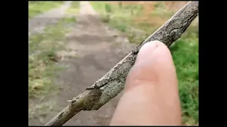                                 التمويه الفائق استتا فوق العاده                     کامفلاج دندنها