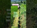 Download Lagu CARI RUMPUT BAHASA JAWANYA (NGARIT) KALO BAHASA LAINYA ADA GAK #viral #shortsfeed #shortsvideo