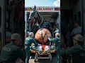 Download Lagu Emergency Rescue: Pregnant Black Horse in Distress #humanity #animals #horse #pets #rescueanimals