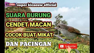 suara pancingan burung cendet macan cocok buat pikat