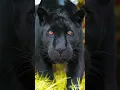 Download Lagu Black panther style #ringtone
