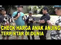 Download Lagu CHECK HARGA ANAK ANJING TERPINTAR DI DUNIA - BORDER COLLIE