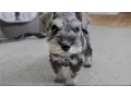 Cute Mini Schnauzer Puppy Comes Home - ChumpieTheDog