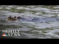 An Alligator Is On The Loose In Chicago NBC Nightly News