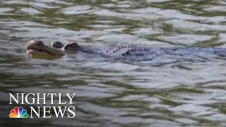 An Alligator Is On The Loose In Chicago NBC Nightly News