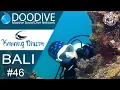 Download Lagu Diving in Bali E46 Karang Divers pemuteran - Bali !  The Dive Center has been rated #bali
