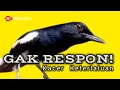 Download Lagu Pancingan Kacer Agar Emosi Langsung Buka Ekor