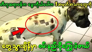 တိကုဆရာဝန်က ခွေးကိုယ်ပေါ်က ဒီအမှတ်အသားတွေကို တွေ့သွားချိန်မှာ ဝမ်းနည်းငိုကြွေးခဲ့တယ်
